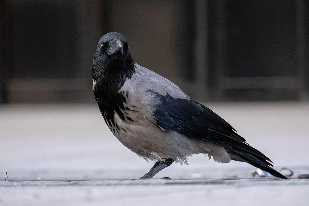 12. The Urban Crow: Smart, Social, and Watching You (Image Credits: Pixabay)