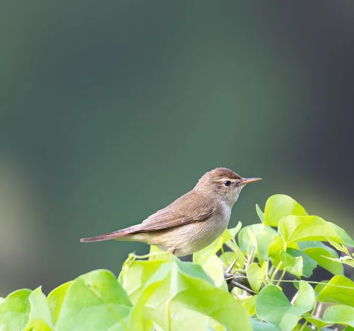 The Role of Eavesdropping in Song Acquisition (Image Credits: Pexels)