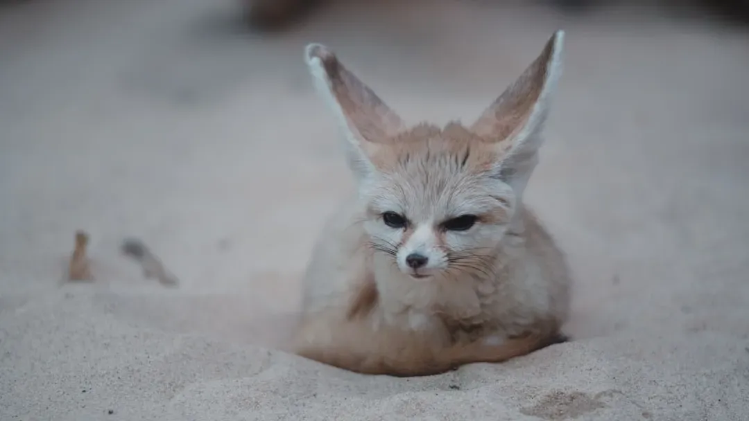 Pisces: The Fennec Fox (Image Credits: Unsplash)