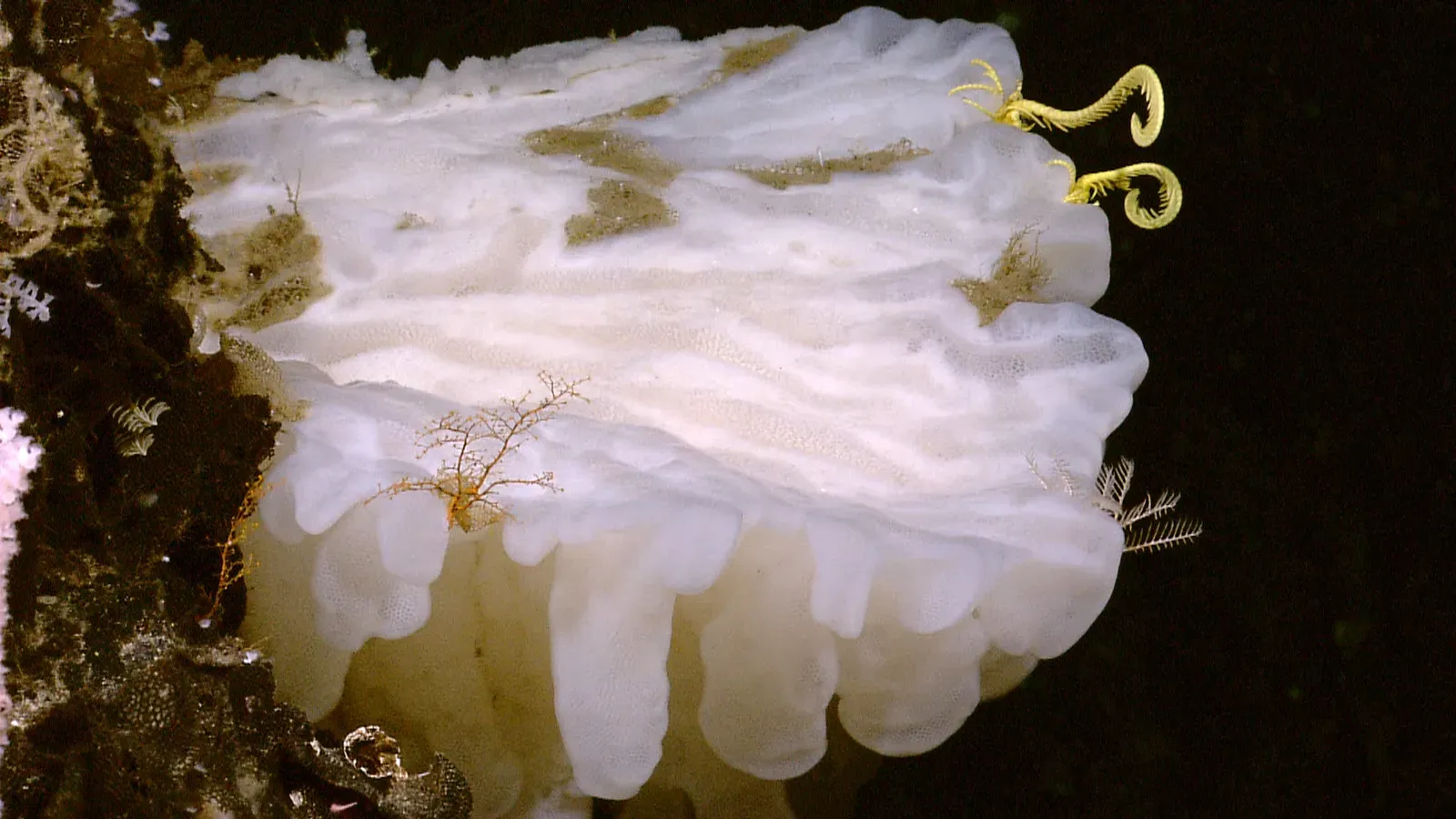 What Nature's Oldest Creatures Are Really Teaching Us (expl5558, Public domain)