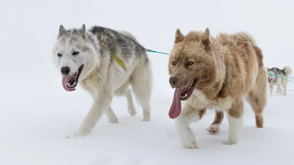 Norwegian Elkhounds, Akitas, and Other Cold-Weather Champions (Image Credits: Flickr)