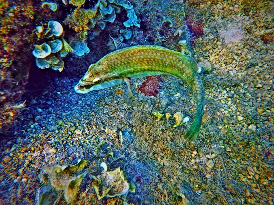 7. Chameleon Sand Tilefish Flash Colors in Half a Second (Image Credits: Unsplash)
