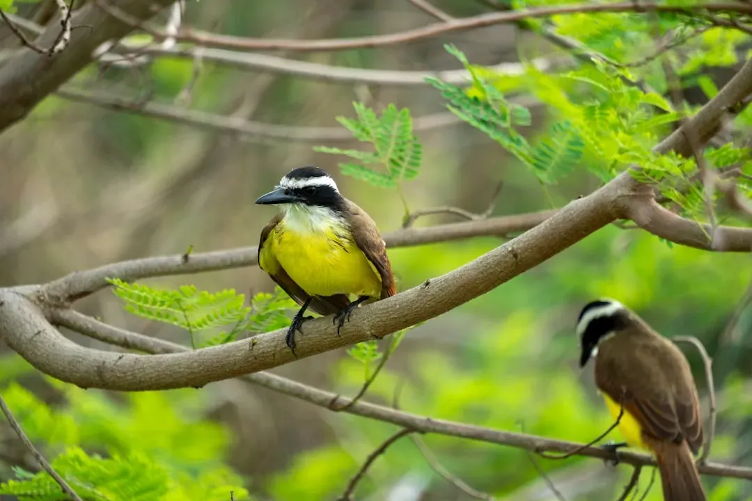 Why Texas Calls Birders Home (Image Credits: Unsplash)