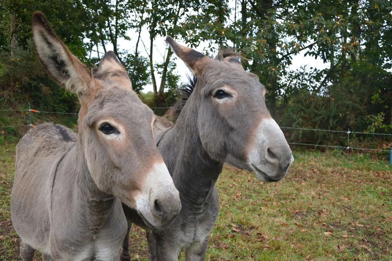 #11 - Donkeys: Quietly Attached, Easily Overlooked (Image Credits: Pixabay)
