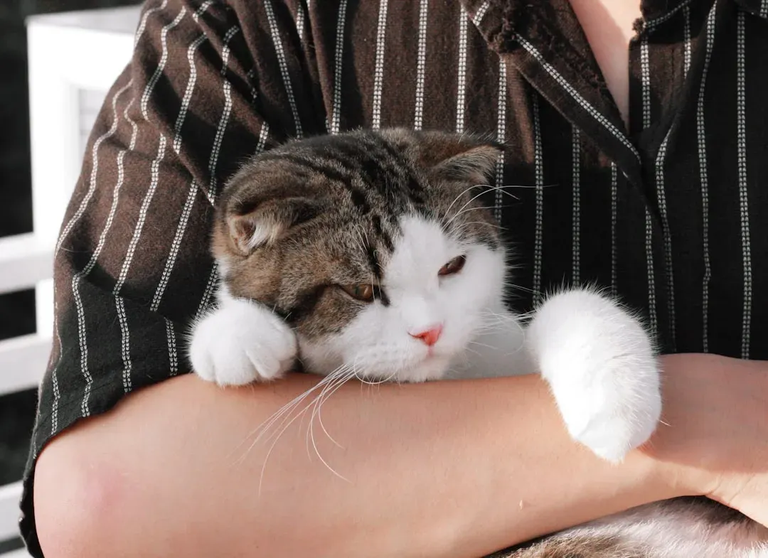 8. Cats Who Offer Quiet, Subtle Comfort (Image Credits: Unsplash)