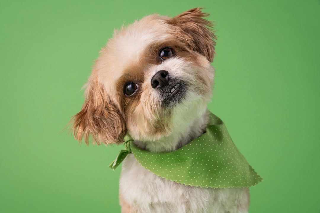Smart Dogs and Their Special Tilts (Image Credits: Unsplash)