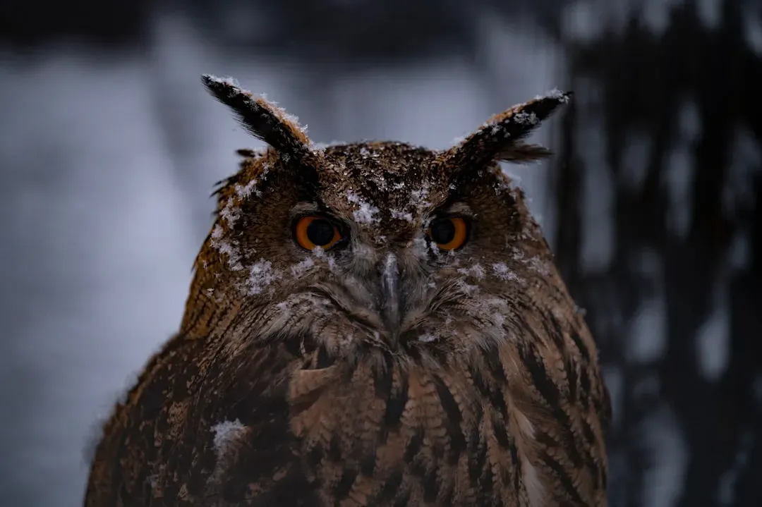 Sagittarius and the Owl: Seeking Wisdom Through Adventure (Image Credits: Unsplash)