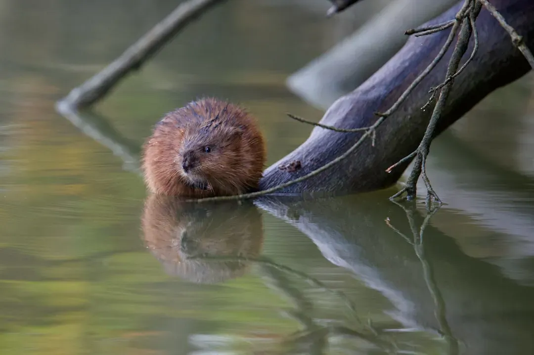 They Reproduce at a Remarkable Rate (Image Credits: Unsplash)
