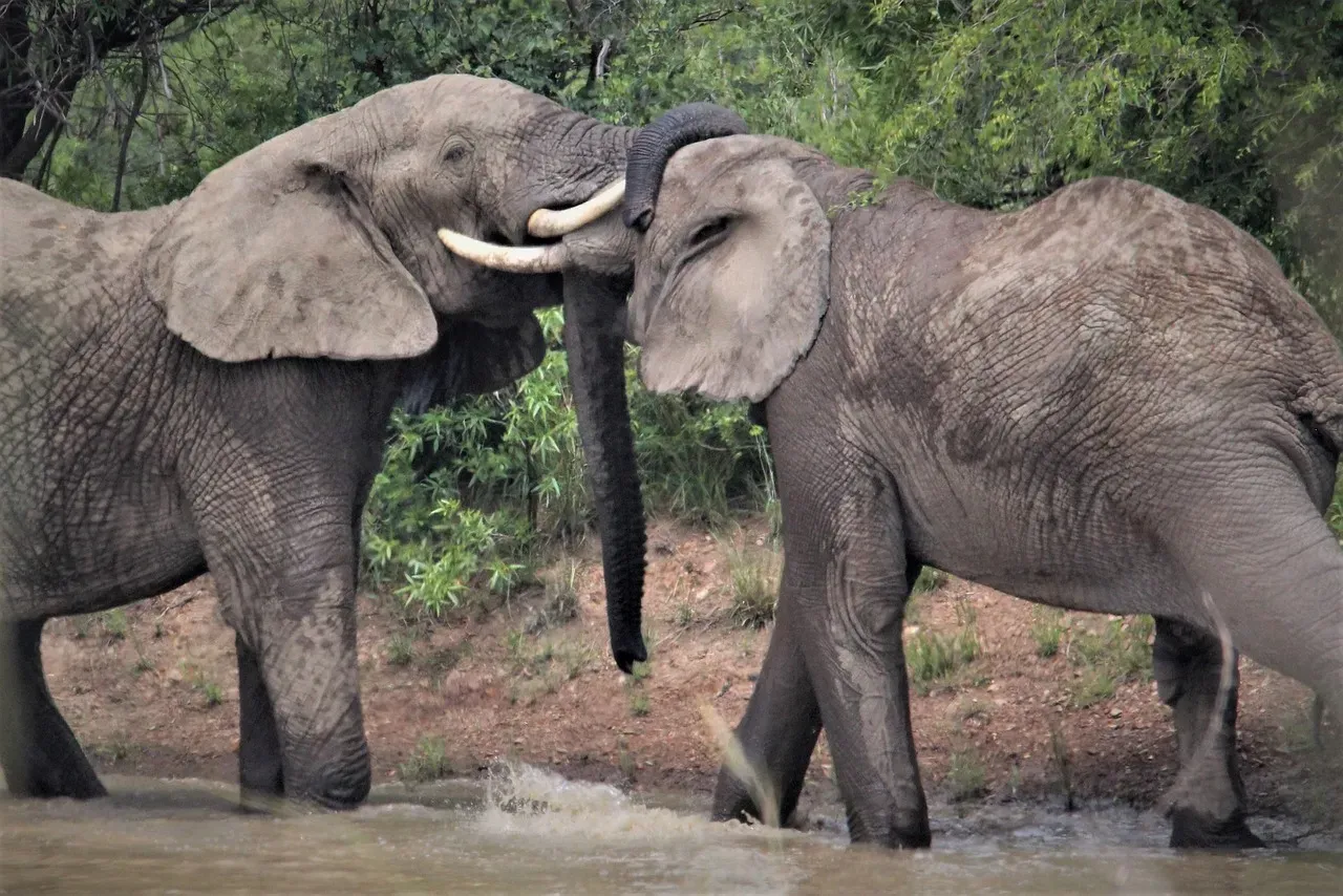 The Tender Touch of Recognition (Image Credits: Pixabay)