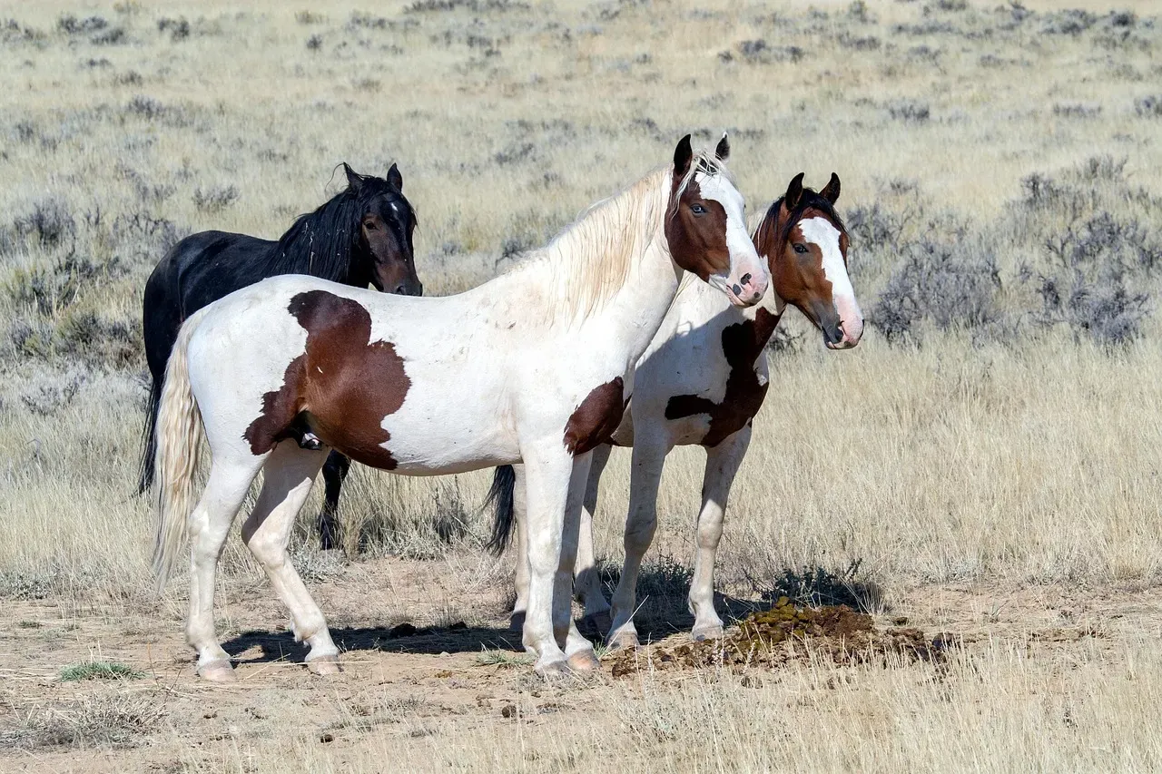 #4 - Mustang (Image Credits: Pixabay)