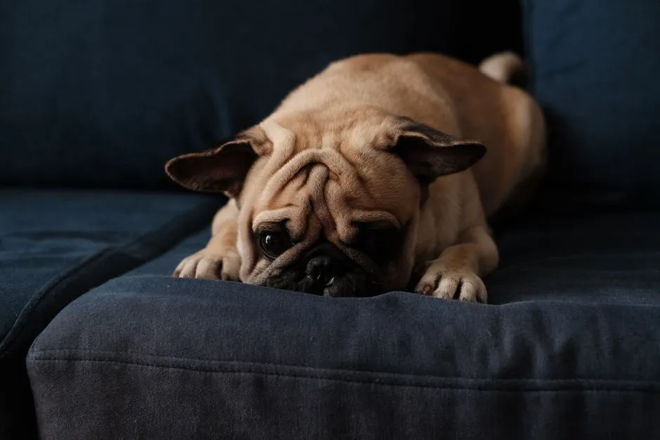 #6 - Pug: Goofy, Compact, and (Usually) Couch-Approved (Image Credits: Pexels)