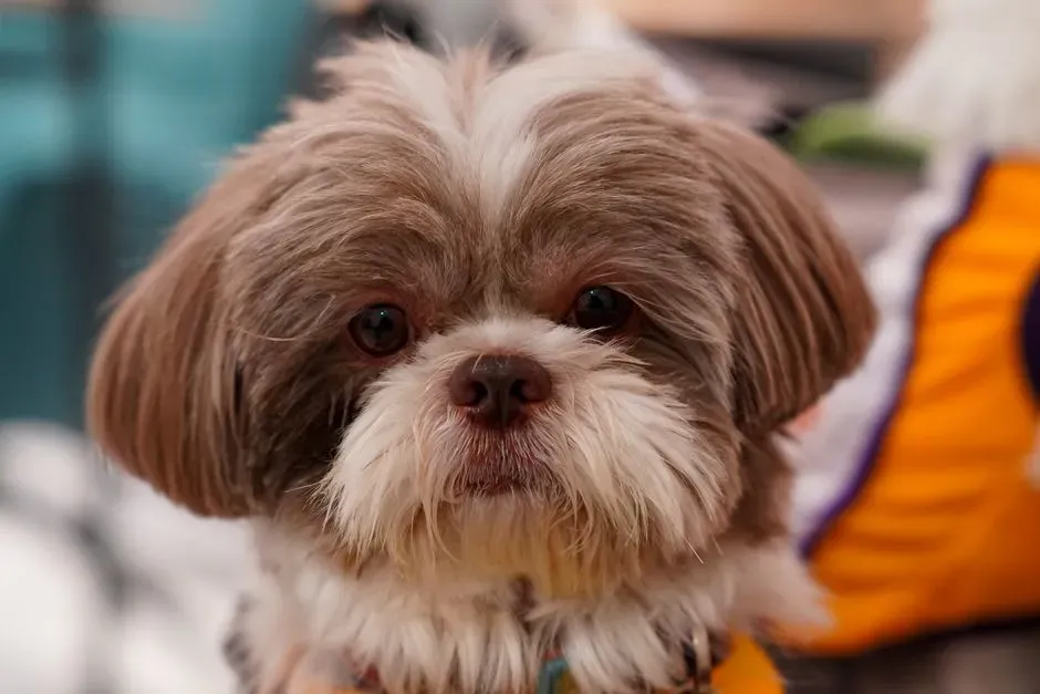 #5 – Shih Tzu (Image Credits: Pexels)