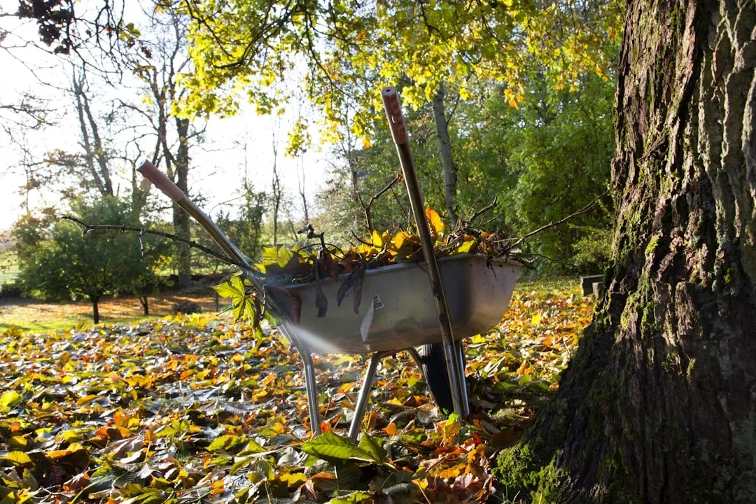 #5 Doing a Thorough Autumn Cleanup (Image Credits: Unsplash)