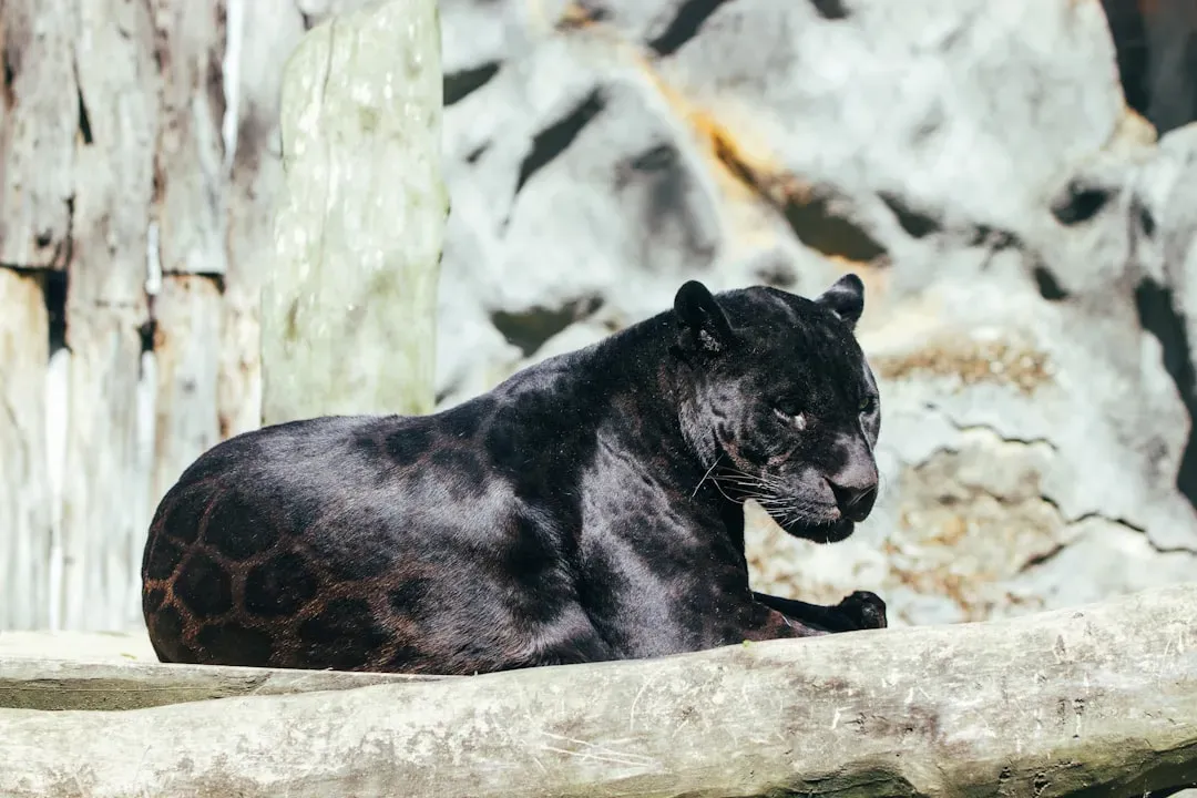 Scorpio: The Mysterious Panther (Image Credits: Unsplash)