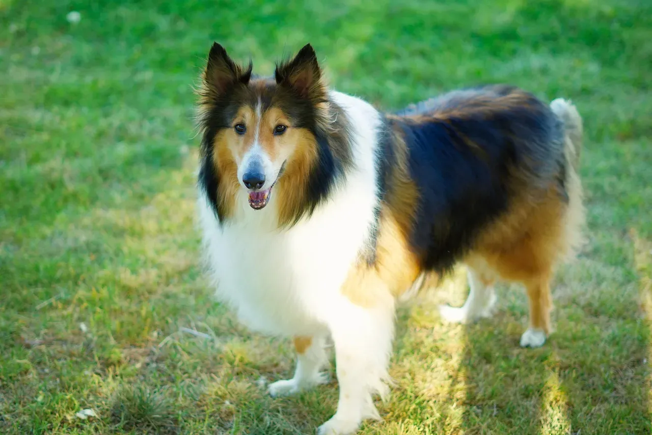 Collie: The Watchful Herder Who Never Leaves Your Side (Image Credits: Pixabay)