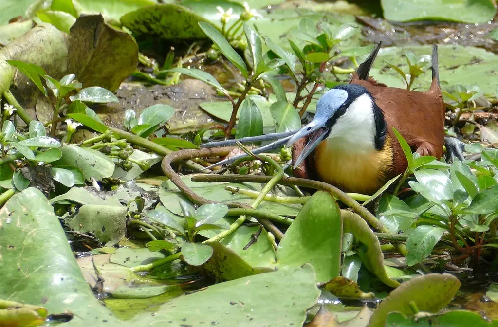 9. African Jacana's Floating Lily Pad Platform (Bernard DUPONT, Flickr, CC BY-SA 2.0)