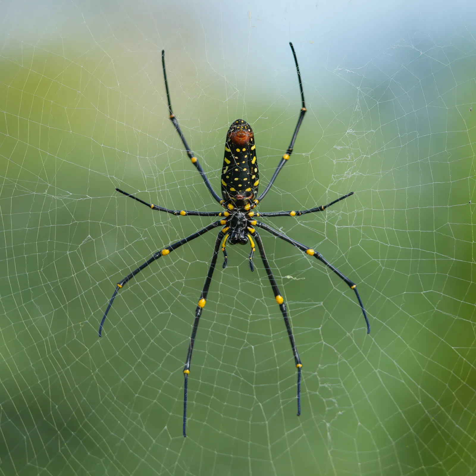 The Venom Question Everyone Wants Answered (Image Credits: Wikimedia)