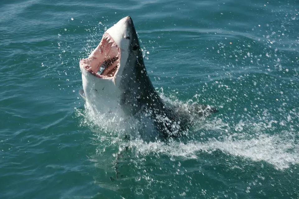 They Are Warm-Blooded in a Way Most Fish Are Not (travelbagltd, Flickr, CC BY 2.0)