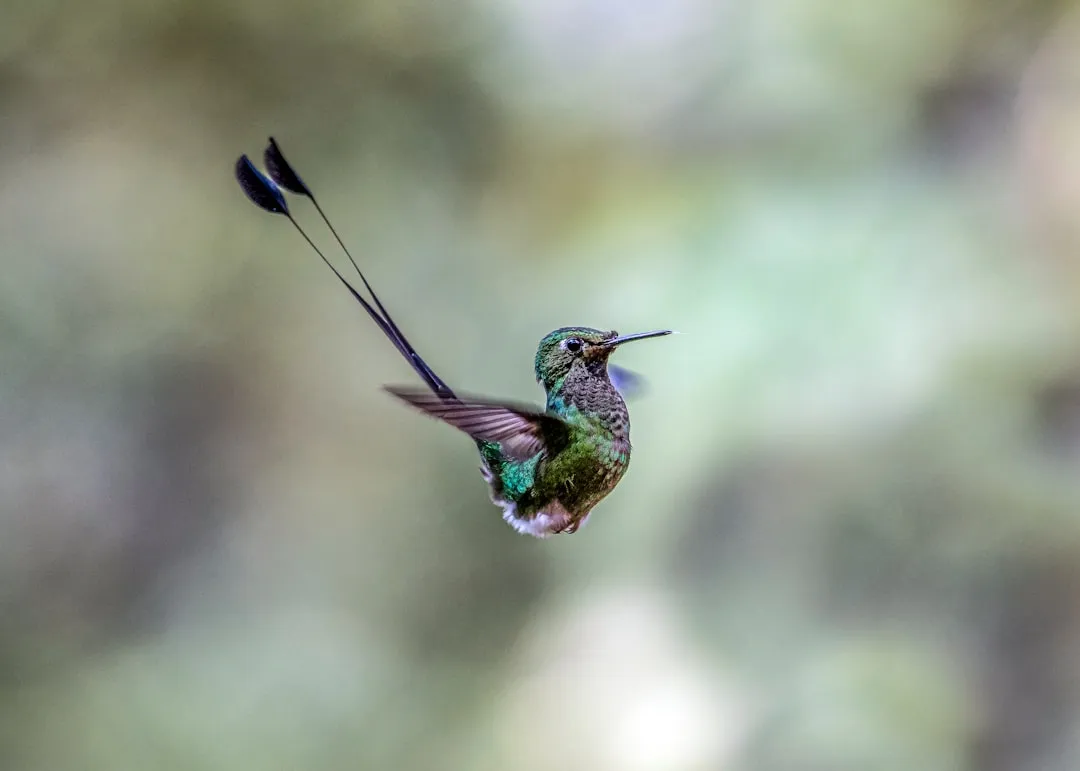 #11 - They Weaponize Their Tail Feathers for Secret Sound Effects (Image Credits: Unsplash)