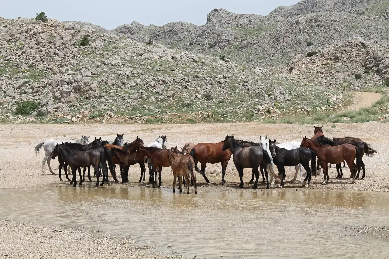 How Population Management Shapes Diversity Over Time (Image Credits: Pixabay)