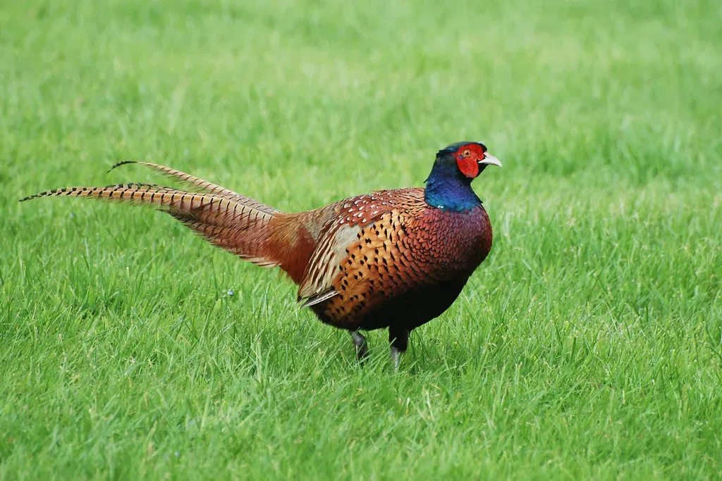 Ring-necked Pheasant: South Dakota's Exotic Strut (don r faulkner, Flickr, CC BY-SA 2.0)