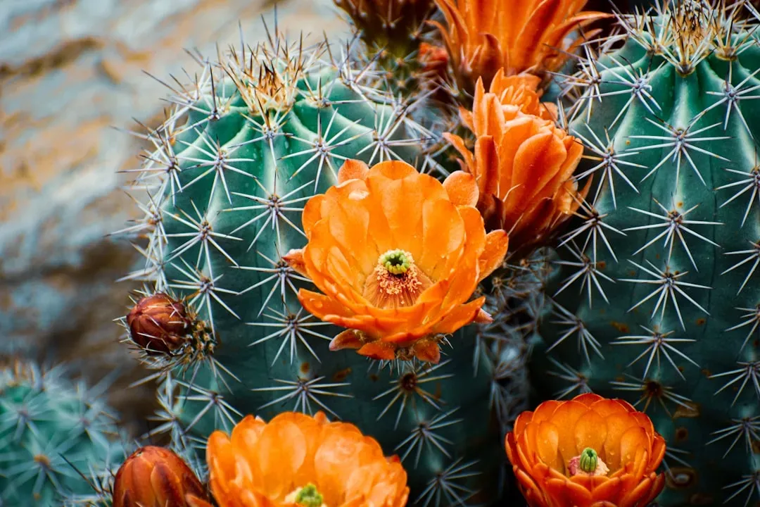 #7. The Saguaro Cactus Blossom (Carnegiea gigantea) (Image Credits: Unsplash)