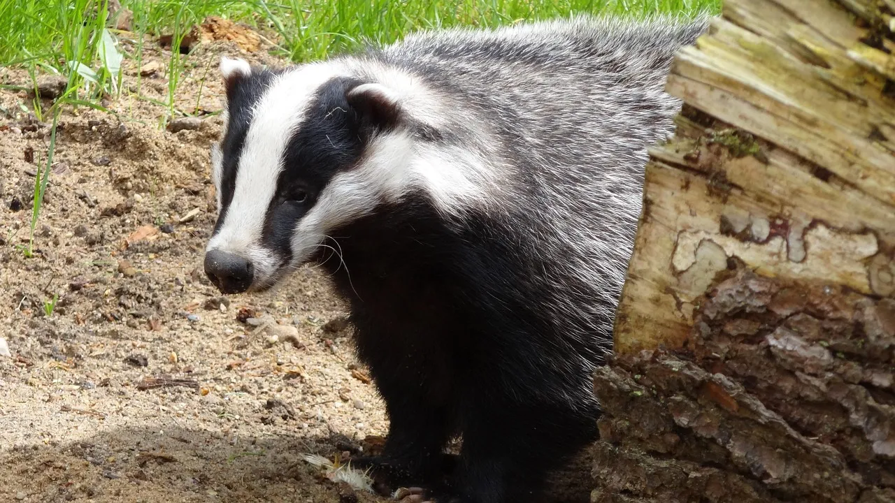 7. American Badgers: Low Profile, High Ferocity (Image Credits: Pixabay)