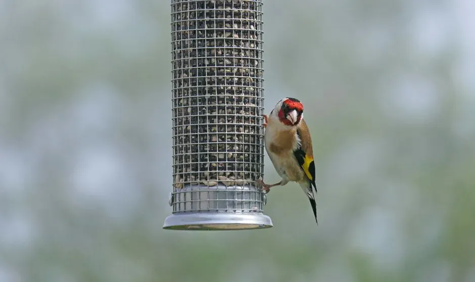 #5 - Position Feeders Near Dense Shrubs for Safety (Image Credits: Pexels)