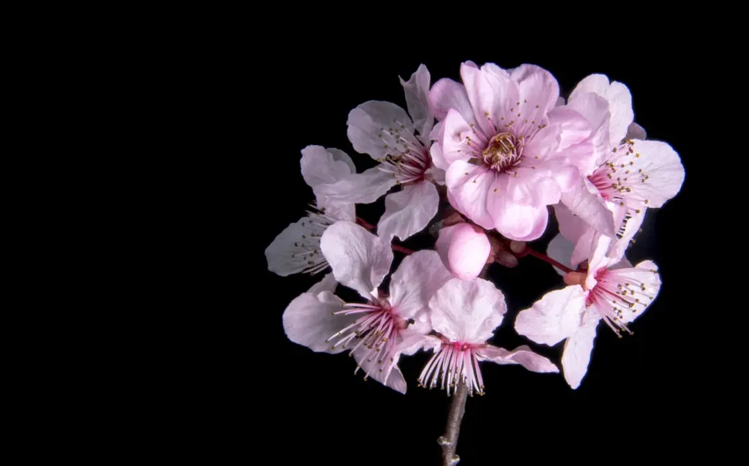 #1 Aries (March 21 – April 19): The Flowering Plum (Image Credits: Unsplash)
