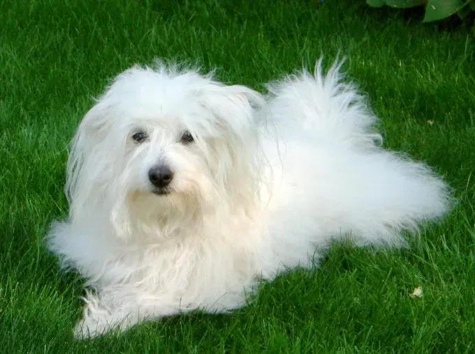 13. Coton de Tul&eacute;ar: The Hidden Gem of Apartment Dogs (Bild gespendet von Uschi Goess, CC BY-SA 3.0)