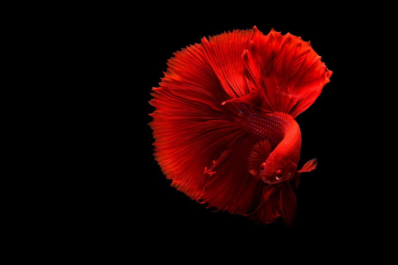 Capricorn: The Practical Betta Fish (Image Credits: Pixabay)