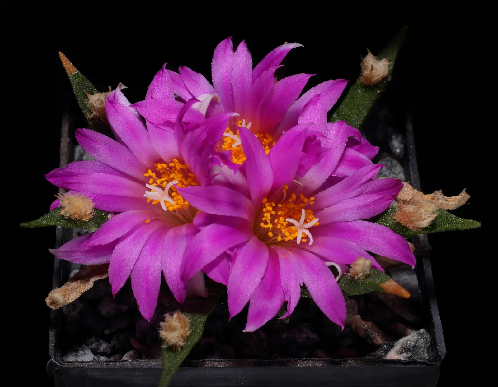 The Desert Southwest: Survival Against All Odds (Image Credits: Wikimedia)