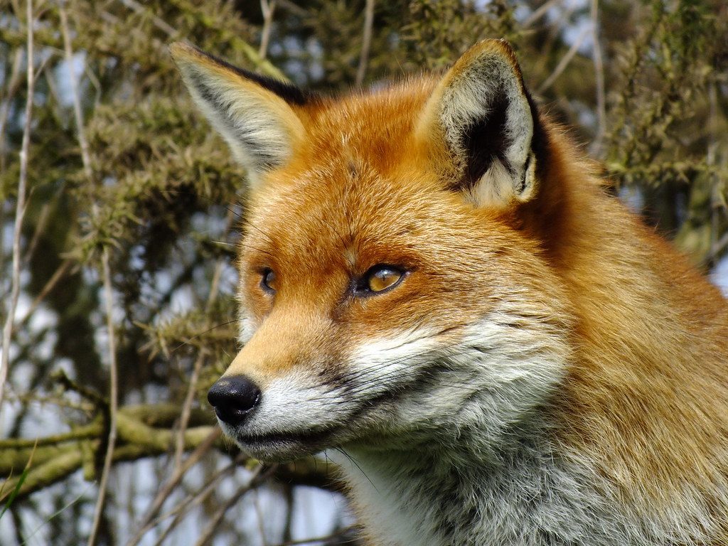 The Fox: Clever Navigator of Life's Challenges (Image Credits: Flickr)