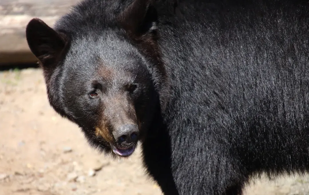 1. Alaska: The Undisputed Kingdom of the Black Bear (Image Credits: Unsplash)