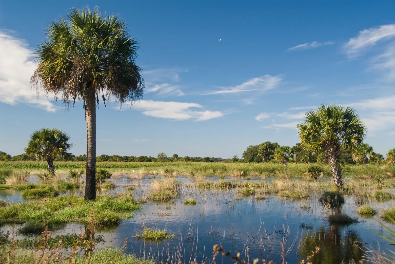 2. The Florida Everglades and Keys Coastline (Florida Wetlands, CC BY 2.0)