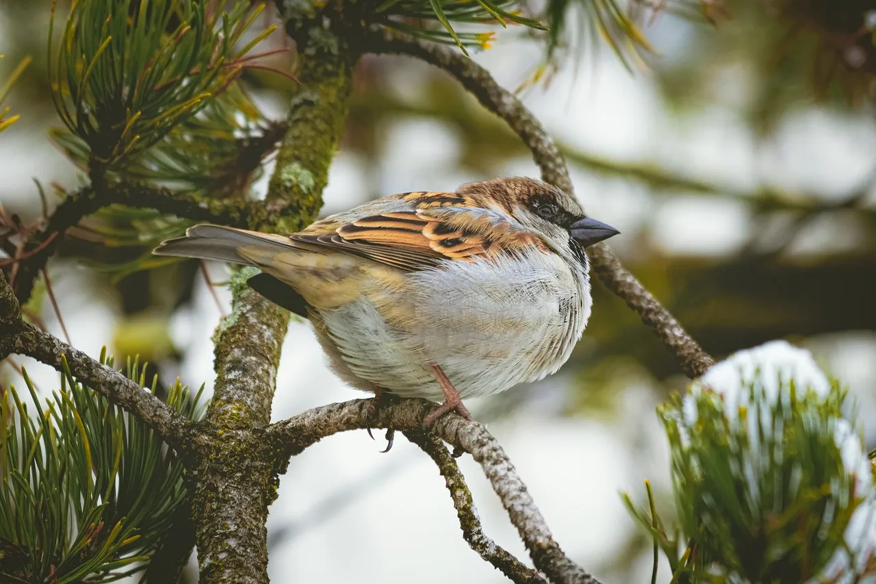 House Sparrow (Image Credits: Pixabay)