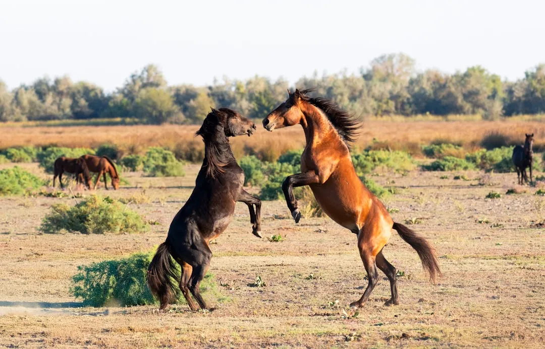 #5 - They Show a Different "Play Side" Only Around You (Image Credits: Unsplash)