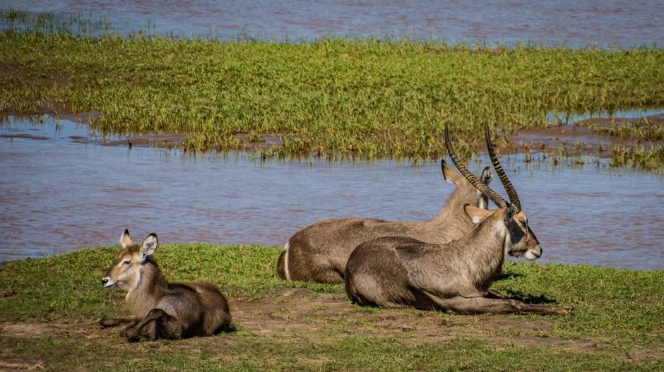 Waterbuck Near Water Sources (Image Credits: Pexels)