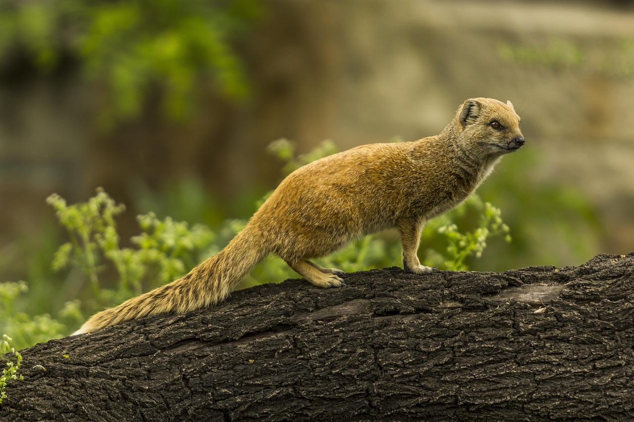 Listen to Nature's Alarm System (Image Credits: Pixabay)