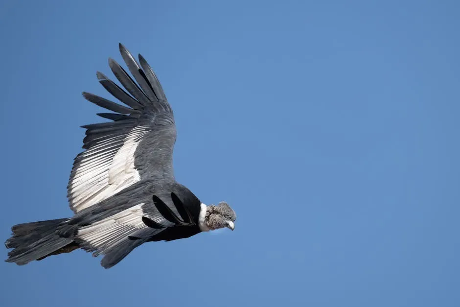 The California Condor: A Near-Extinction Story Still in Progress (Image Credits: Pexels)