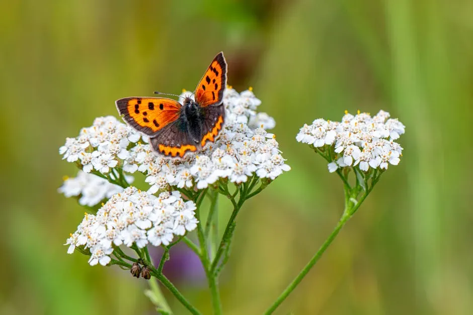Yarrow: The Natural Landing Pad (Image Credits: Pexels)