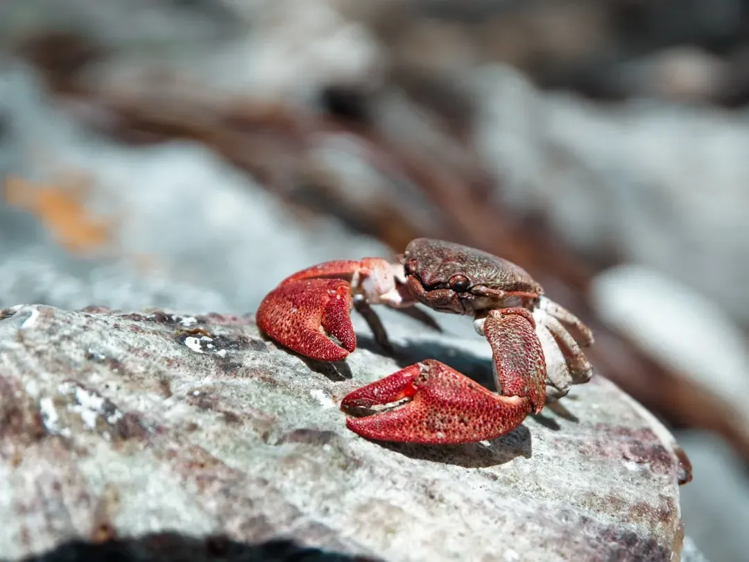 Cancer: The Wounded Crab (Image Credits: Unsplash)