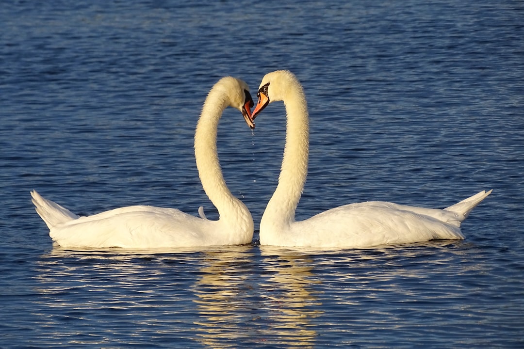 Swans: Graceful Symbols of Eternal Love (Image Credits: Unsplash)