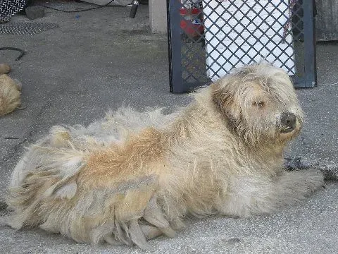 The Matted Fur Nightmare Begins (Image Credits: Flickr)