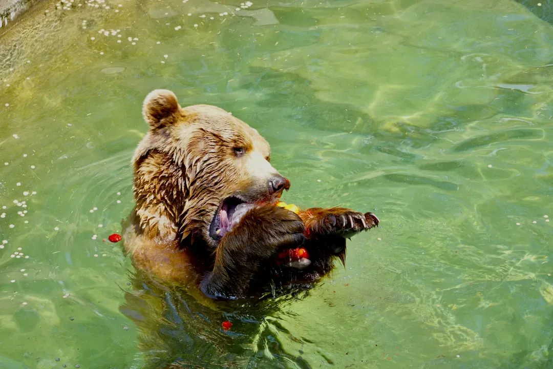 The Bear: Chief Healer and Underground Force (Image Credits: Unsplash)