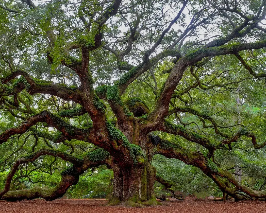 Oak Trees (Quercus spp.) &ndash; The Keystone of the Backyard Ecosystem (Image Credits: Unsplash)