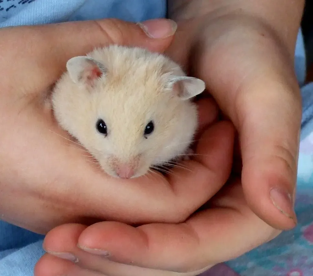Hamsters Cannibalize Their Own Babies (Image Credits: Flickr)