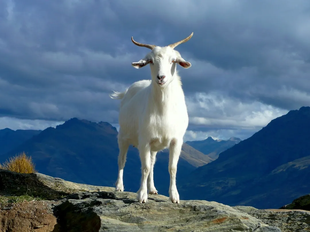 What This Says About Goat Personalities and Emotions (Image Credits: Unsplash)
