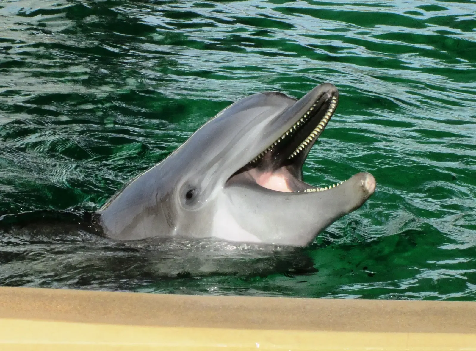 10. Dolphins: The Graduate School of the Sea (Image Credits: Wikimedia)