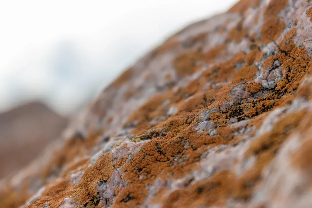 Why These Organisms Deserve More Attention (Image Credits: Pixabay)